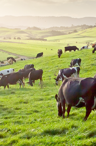 Ცხოველთა კვება